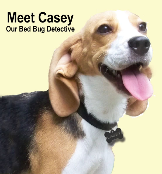 bed bugs on dogs casey key k9 bed bug detection bed bugs on dogs casey key k9 bed bug detection